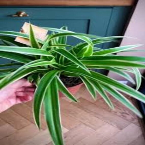 Puspita Nursery "Ocean Spider Plant – Vibrant Green and White Indoor Houseplant