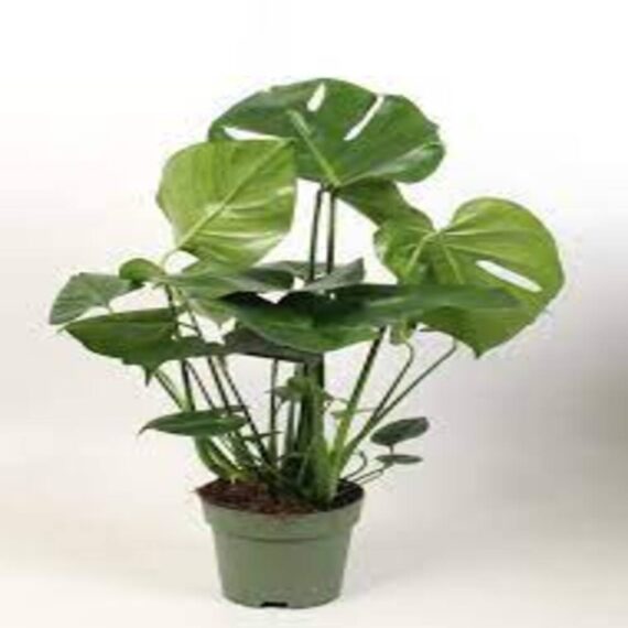 Puspita Nursery "Large Swiss Cheese Plant – Monstera Deliciosa with Unique Split Leaves