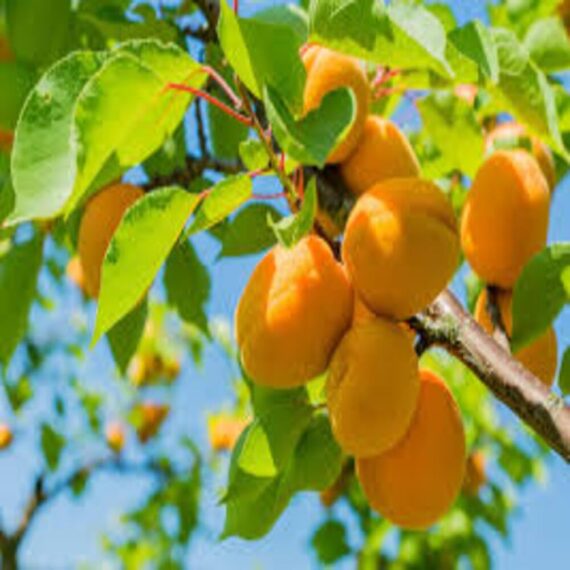 Puspita Nursery Apricot Fruit Plant