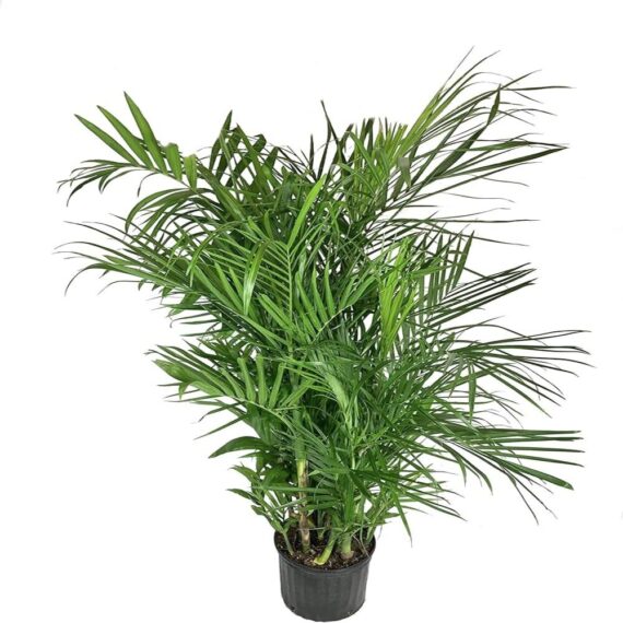 Puspita Nursery "Bamboo Palm – Lush Indoor Houseplant with Elegant, Bamboo-Like Stems