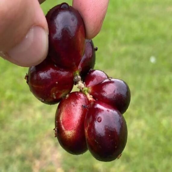 puspita nursery jaboticaba plant