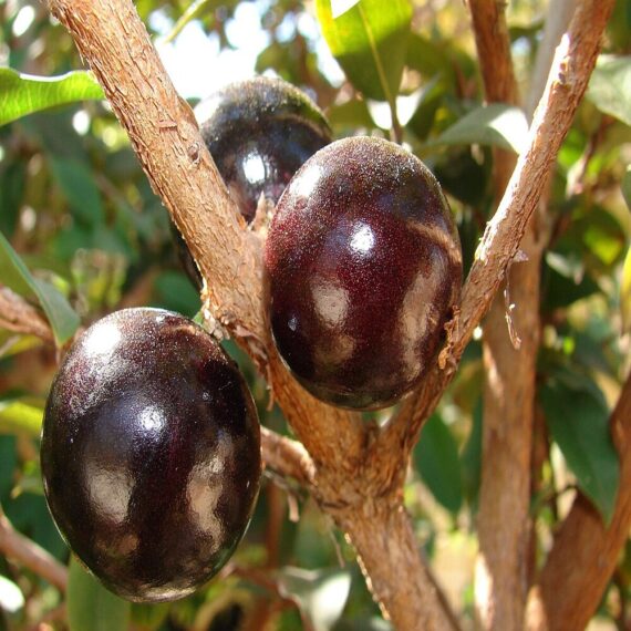 Puspita Nursery Original Brazilian grape Jaboticaba Plant Rare & Unique Red Color Grafted Fruit Plant