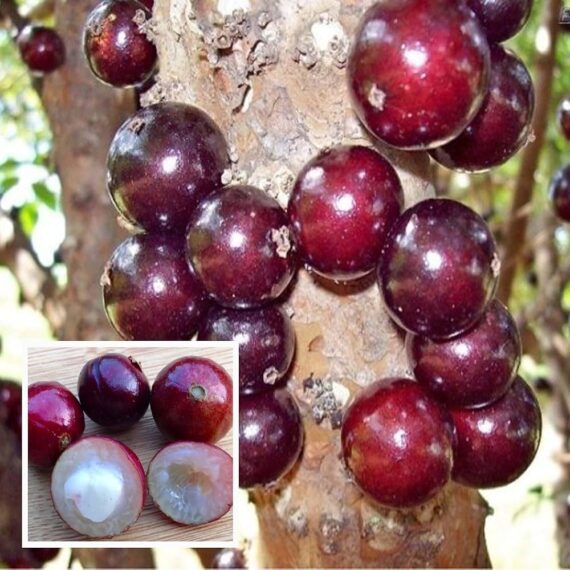 Puspita Nursery Original Brazilian grape Jaboticaba Plant Rare & Unique Red Color Grafted Fruit Plant