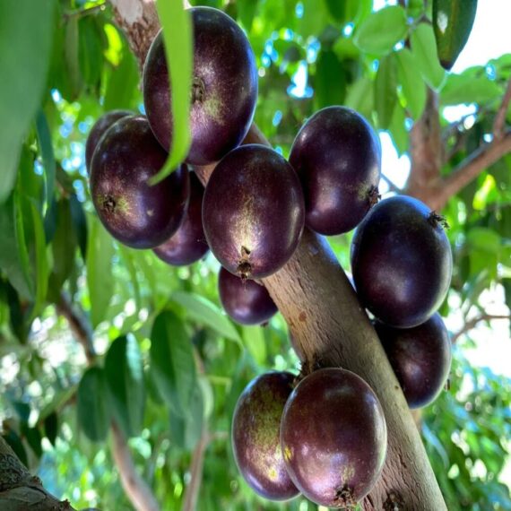 Puspita Nursery Original Brazilian grape Jaboticaba Plant Rare & Unique Red Color Grafted Fruit Plant