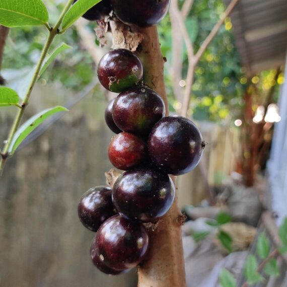 Puspita Nursery Original Brazilian grape Jaboticaba Plant Rare & Unique Red Color Grafted Fruit Plant