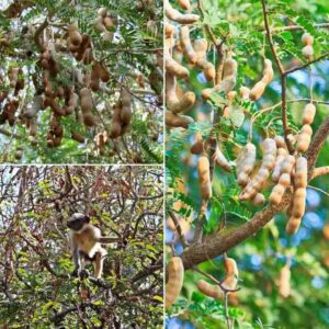 "Puspita Nursery's Sweet Tamarind – Fresh, Homegrown Taste of the Tropics