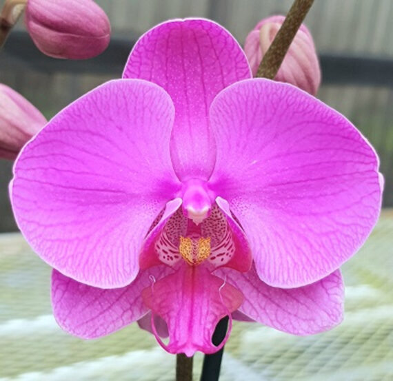 Puspita Nursery "Phalaenopsis Orchid – Elegant Flowering Plant with Long-Lasting Blooms"