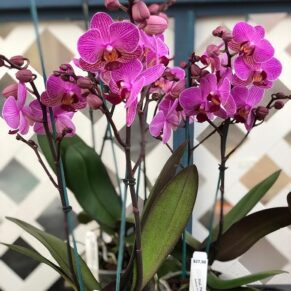 Puspita Nursery phalaenopsis orchids