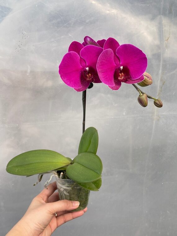 Puspita Nursery "Phalaenopsis Orchid – Elegant Flowering Plant with Long-Lasting Blooms"