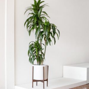 Puspita Nursery "Dracaena Lisa Indoor Plant – Low-Maintenance Air-Purifying Greenery"