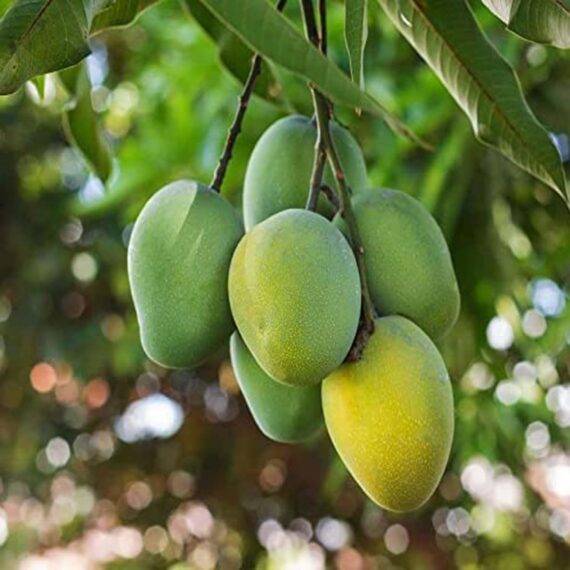 Puspita Nursery Kohitur Mango Plant