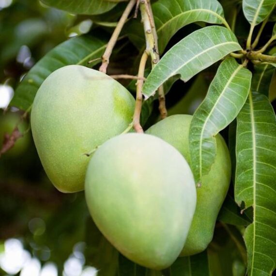 Puspita Nursery Kohitur Mango Plant