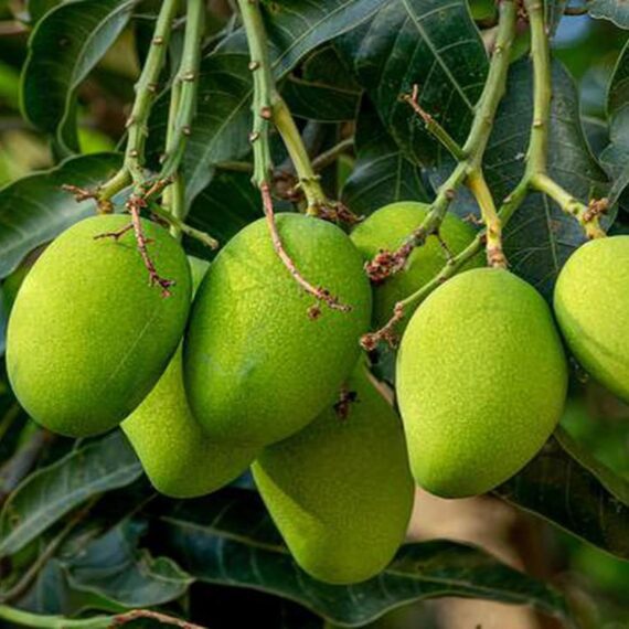 Puspita Nursery Kohitur Mango Plant