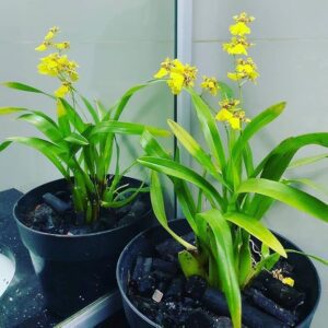 oncidium orchid