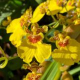 Puspita Nursery oncidium orchid yellow