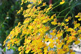 Puspita Nursery oncidium orchid yellow