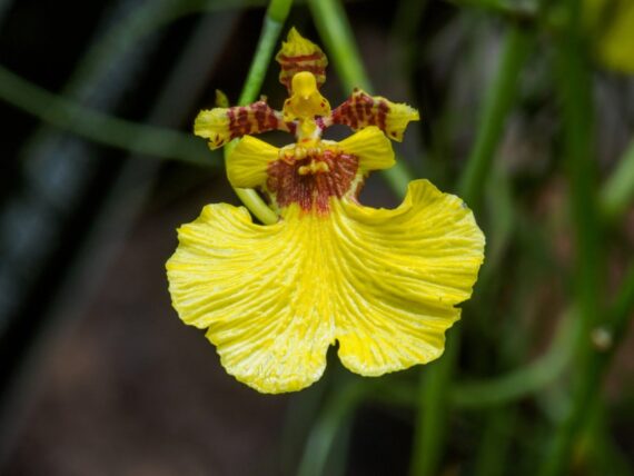 Puspita Nursery oncidium orchid yellow