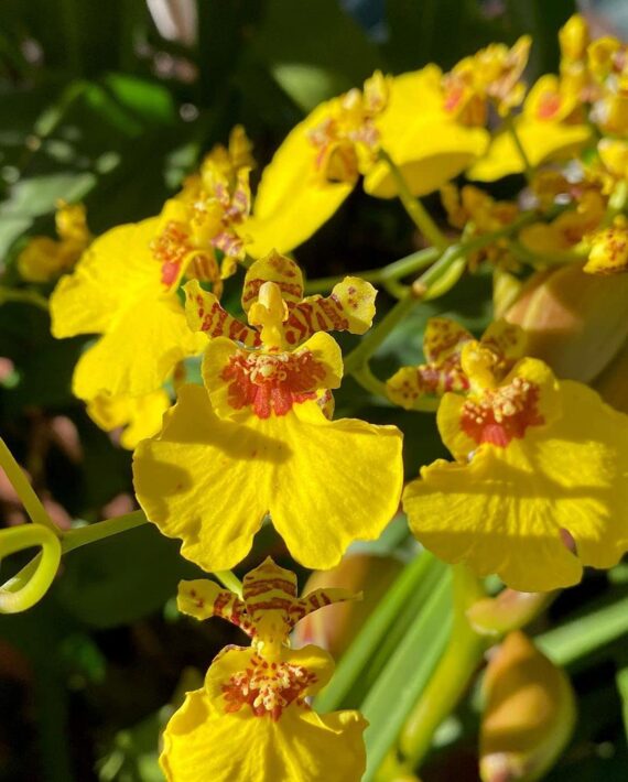 Puspita Nursery oncidium orchid yellow