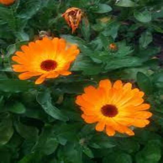 puspita nursery calendula plant