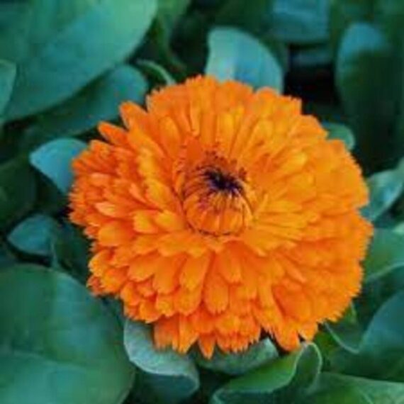 puspita nursery calendula plant