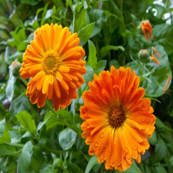 puspita nursery calendula plant