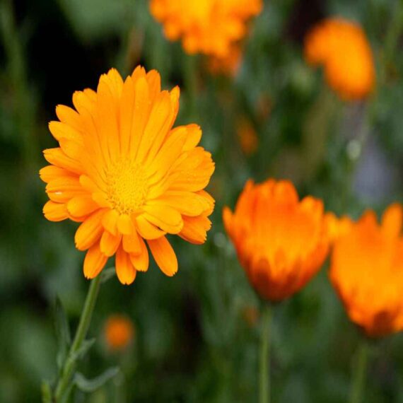 puspita nursery calendula plant