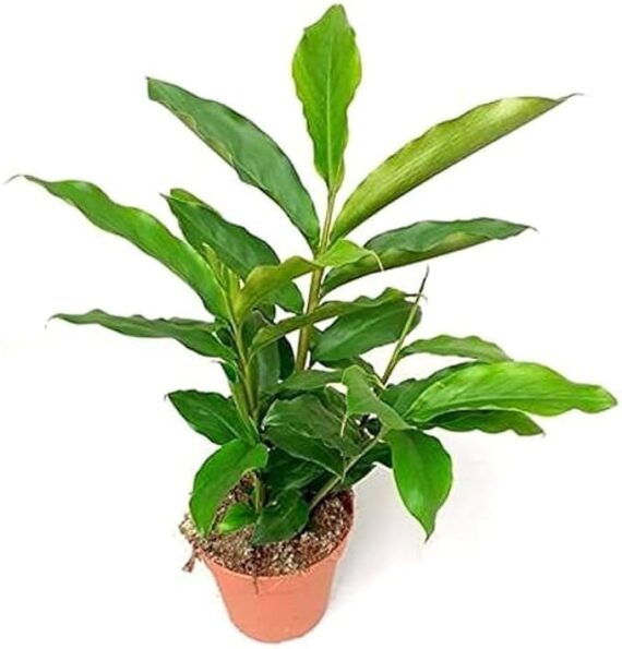 puspita nursery elachi plant