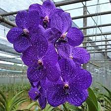 Puspita nursery vanda orchid plant