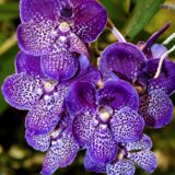 Puspita nursery vanda orchid plant