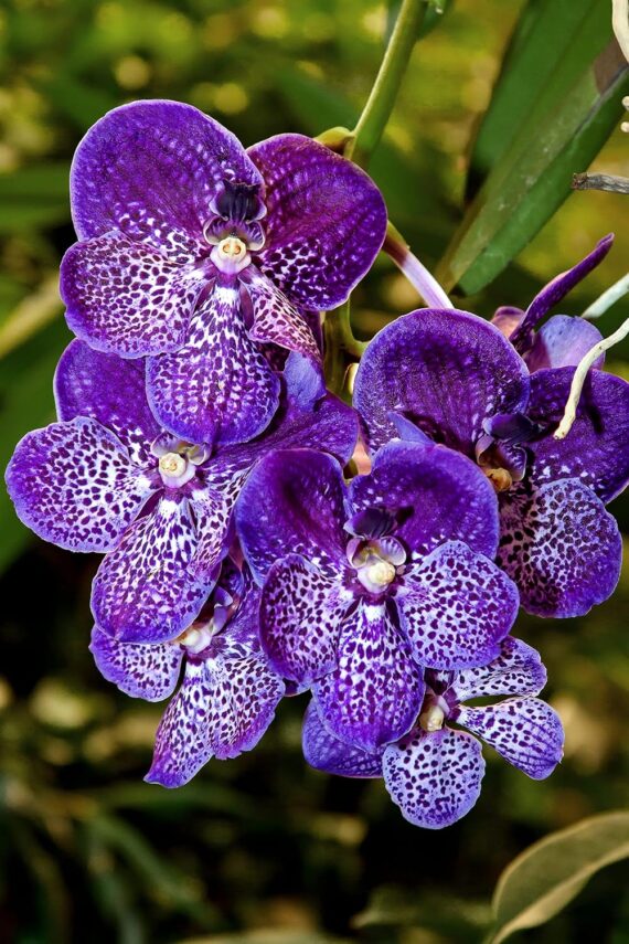 Puspita nursery vanda orchid plant