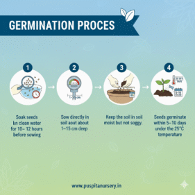 Beet Root .Germination Process