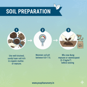 Beet Root .Soil Preparation