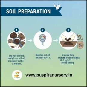 Beet Root .Soil Preparation