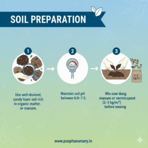 Beet Root .Soil Preparation
