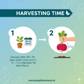 Beet root .Harvesting Time