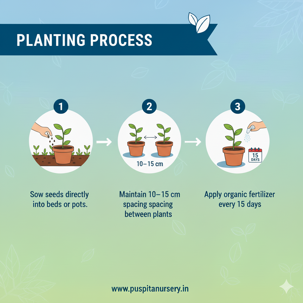 Beet root .Planting Process