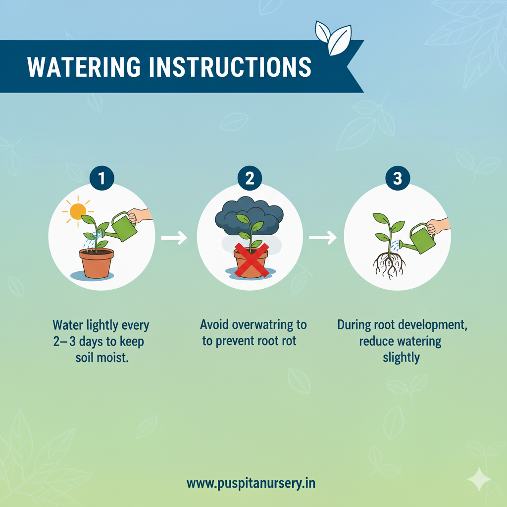 Puspita Nursery Beet Root Seeds – 25 gm | High-Yield Red Beet Variety | Fast Germination, Sweet & Juicy Roots | Suitable for Home Garden & Farm | Easy to Grow, Disease Resistant, All Season Vegetable Seeds