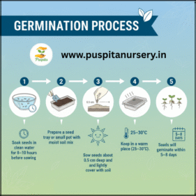 Bhangar Begun germination process