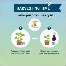 Bhangar Begun harvesting time