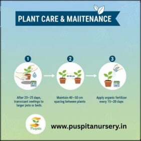 Bhangar Begun plant care and maintenance