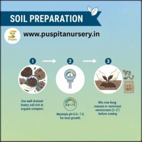 Bhangar Begun soil preparation
