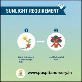 Bhangar Begun sunlight requirements
