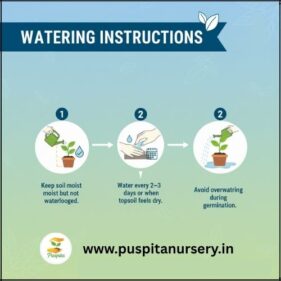 Bhangar Begun watering instructions
