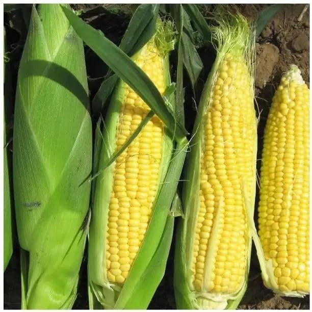 Puspita Nursery Bhutta (Corn/Maize) Seeds – 100 gm | High-Yield Sweet Corn Variety | Fast Germination & Strong Growth | Suitable for Home Garden & Farm | All Season Cultivation | Disease Resistant Vegetable Seeds