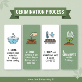Black Kumra Germination Process