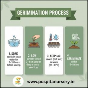 Black Kumra Germination Process