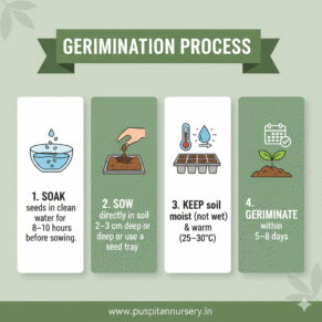 Black Kumra Germination Process