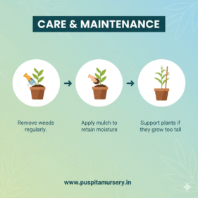 Butta Care & Maintenance