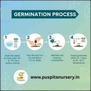 Butta Germination Process