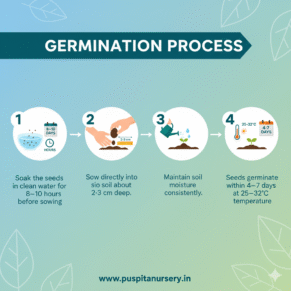 Butta Germination Process